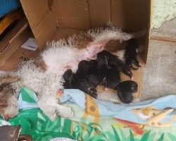 Stray crawls under random porch and gives birth to 9 puppies