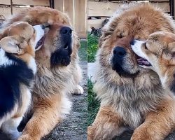 Overly-Attached Corgi Obsessed With Tibetan Mastiff Best Friend