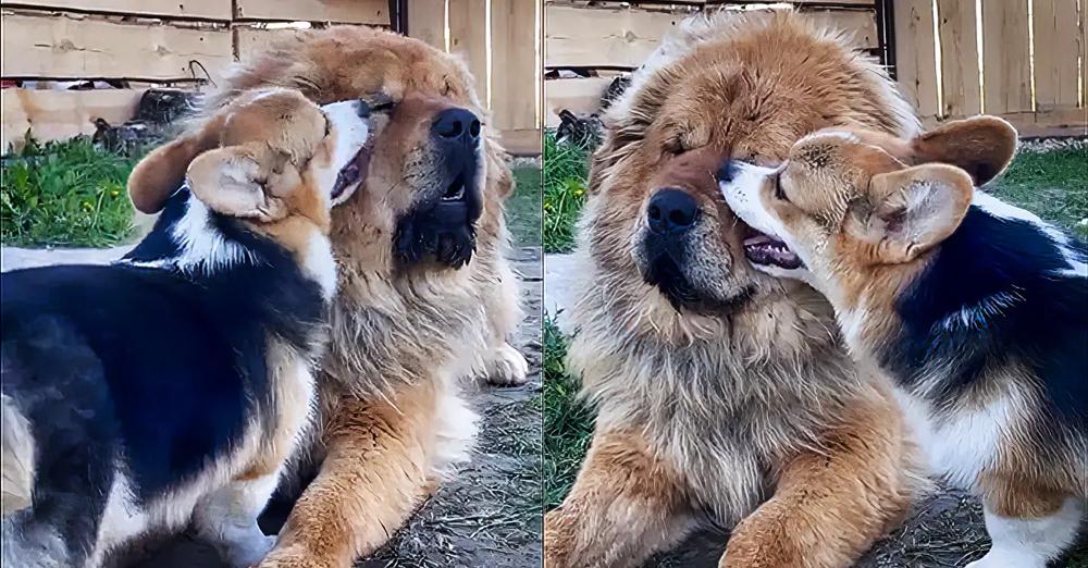 Overly-Attached Corgi Obsessed With Tibetan Mastiff Best Friend