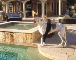Great Dane Has Hysterical Hissy Fit When Mom Won’t Let Him Go Swimming