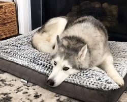 Stubborn Husky Doesn’t Like His New Bed, Lets Mom Know About It