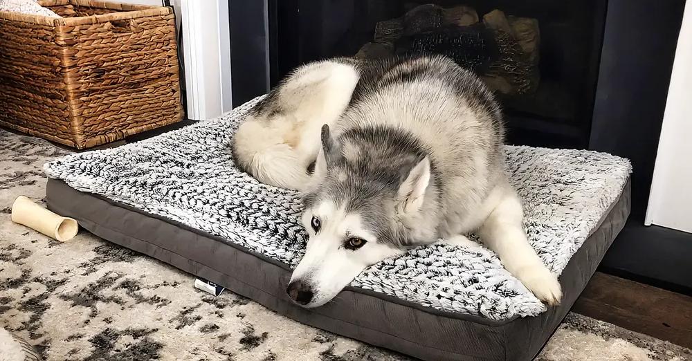 Stubborn Husky Doesn’t Like His New Bed, Lets Mom Know About It