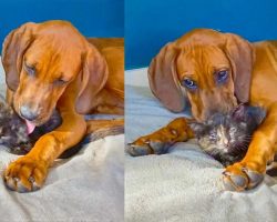 Smitten Puppy Can’t Stop Kissing New Foster Kitten