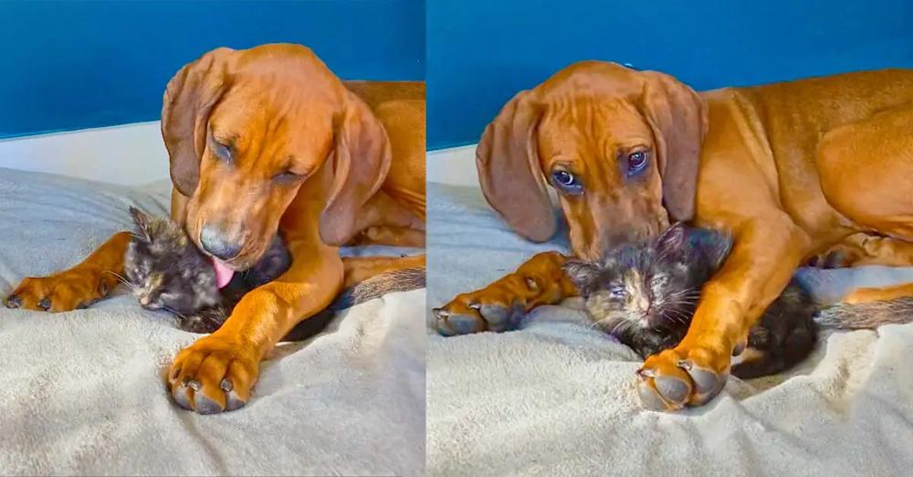 Smitten Puppy Can’t Stop Kissing New Foster Kitten