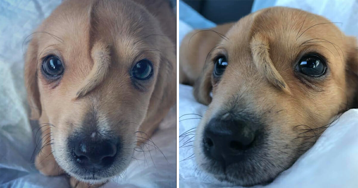 Abandoned “unicorn” puppy with tail growing from his head rescued from freezing cold