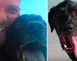 His dog died after a day at the beach – now he wants to warn other dog owners not to make the same mistake