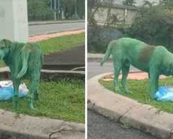 Dog found painted green, crying and looking for food