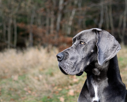 17 Interesting Facts You Wanted To Know About Great Danes