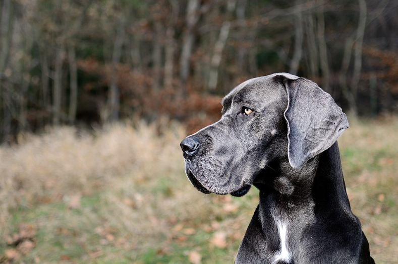 17 Interesting Facts You Wanted To Know About Great Danes
