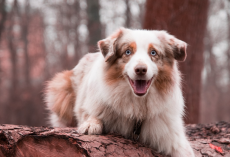 20 Interesting and Fun Facts About Australian Shepherds