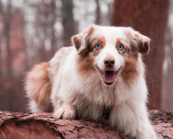 20 Interesting and Fun Facts About Australian Shepherds