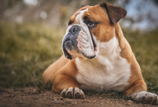23 Amazing and Fun Facts About Bulldogs