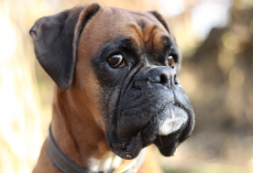 20 Amazing Boxer Dog Facts You Probably Didn’t Know