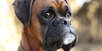 20 Amazing Boxer Dog Facts You Probably Didn’t Know