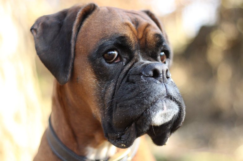20 Amazing Boxer Dog Facts You Probably Didn't Know