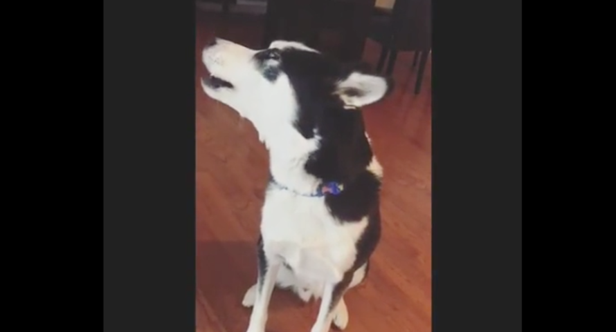Guilty Husky doesn’t want to face mom, blocks her out with giant temper tantrum