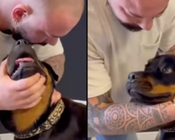 Dog left in shock after animal chiropractor cracks her neck in wild viral video