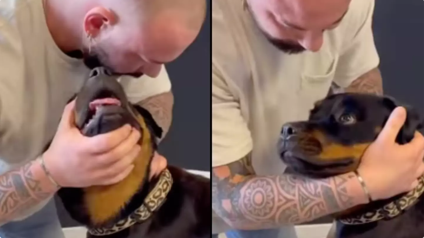 Dog left in shock after animal chiropractor cracks her neck in wild viral video