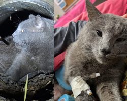 Cat fighting for his life after being shot with arrow: police are searching for the culprit