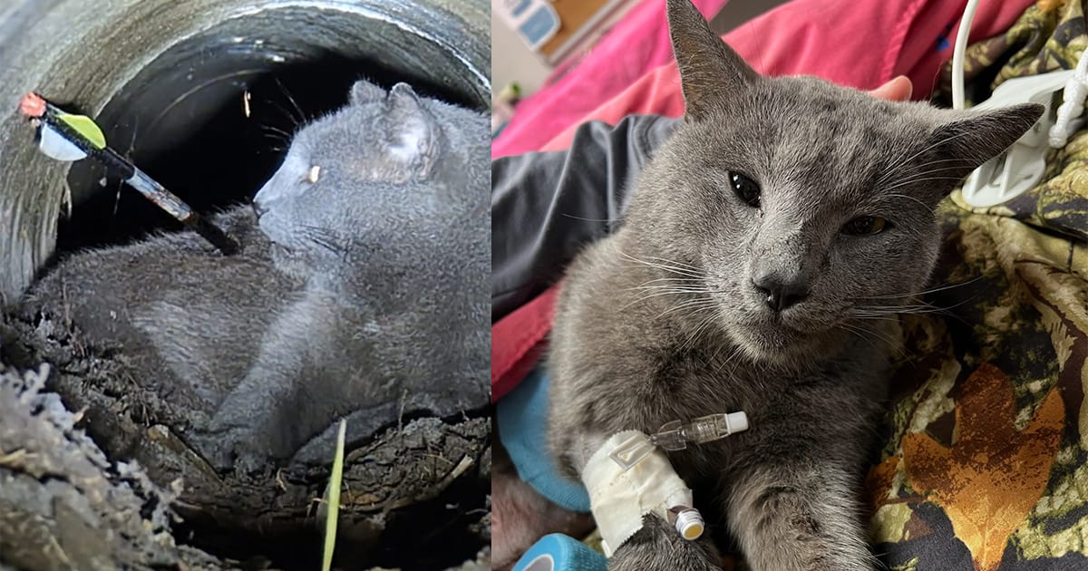 Cat fighting for his life after being shot with arrow: police are searching for the culprit
