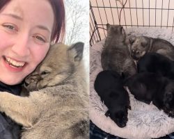 Six puppies were hiding in freezing crawl space under abandoned house — rescuers crawl for 4 hours to save them