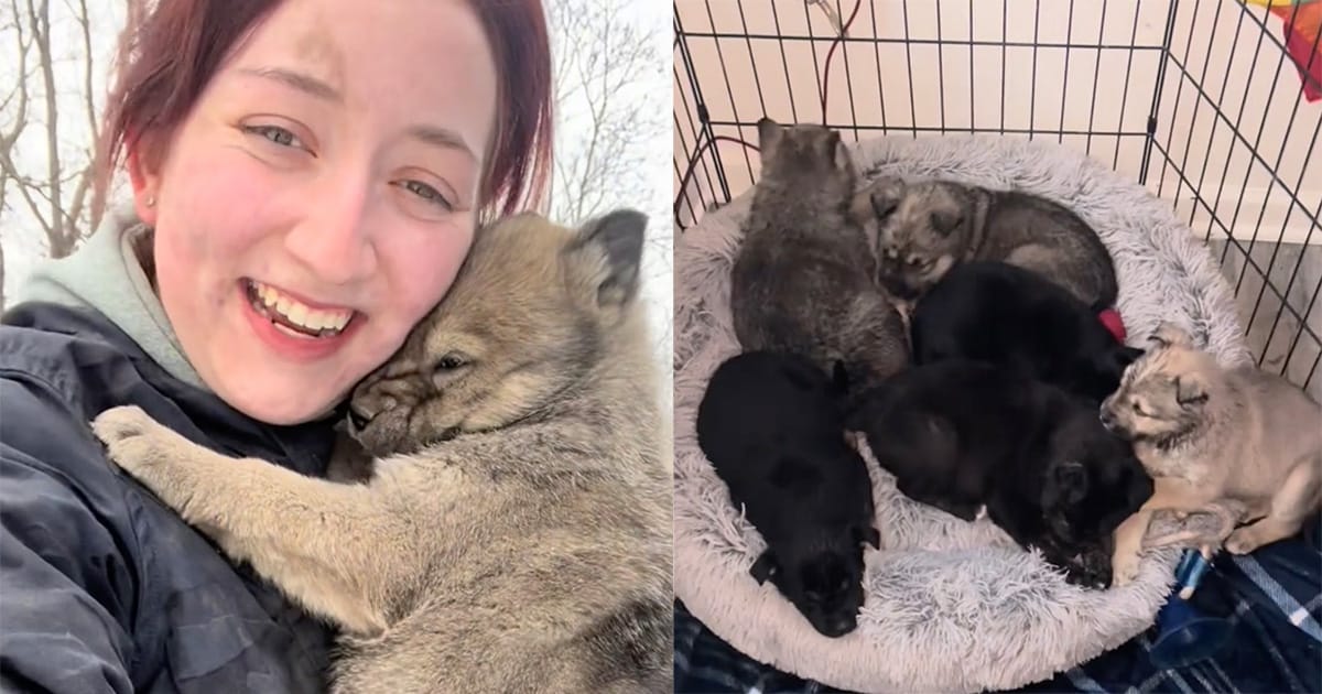 Six puppies were hiding in freezing crawl space under abandoned house — rescuers crawl for 4 hours to save them