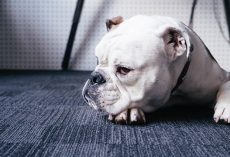 11+ Surprising Products That Contain Xylitol