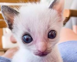 Lonely kitten with beautiful big eyes finds a forever home