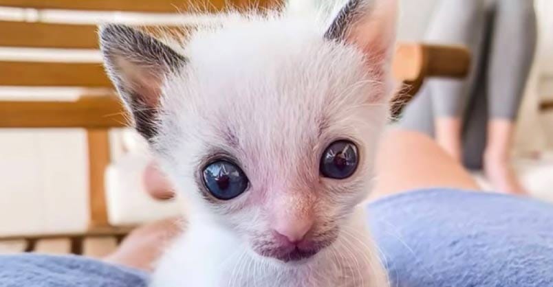 Lonely kitten with beautiful big eyes finds a forever home