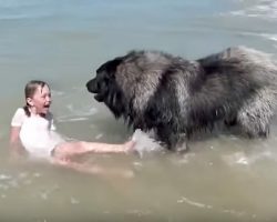 Giant dog notices something is wrong with its owner – performs adorable sea rescue