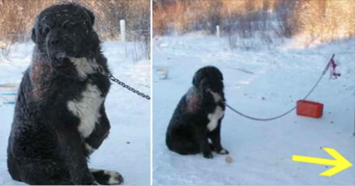 Chained dog stuck in snow for 4 long years – now look when an animal hero steps in and does this