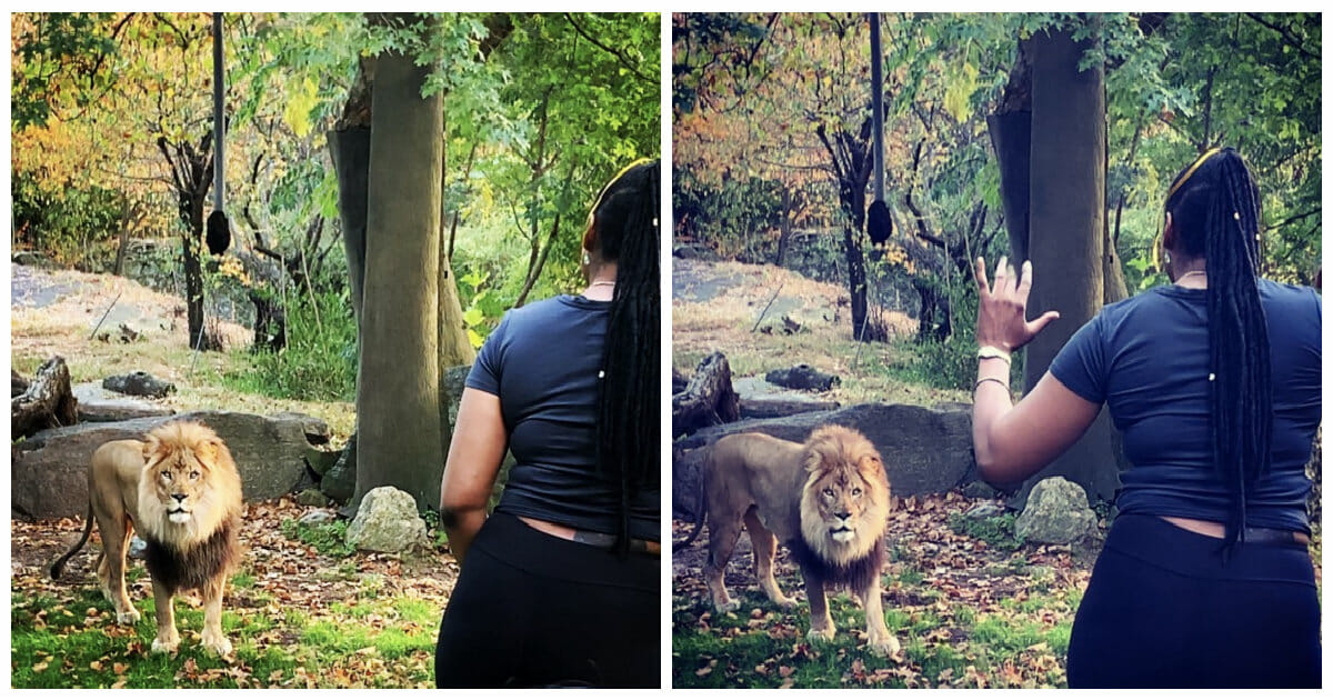 Woman inexplicably jumps zoo fence to get up close with African lion