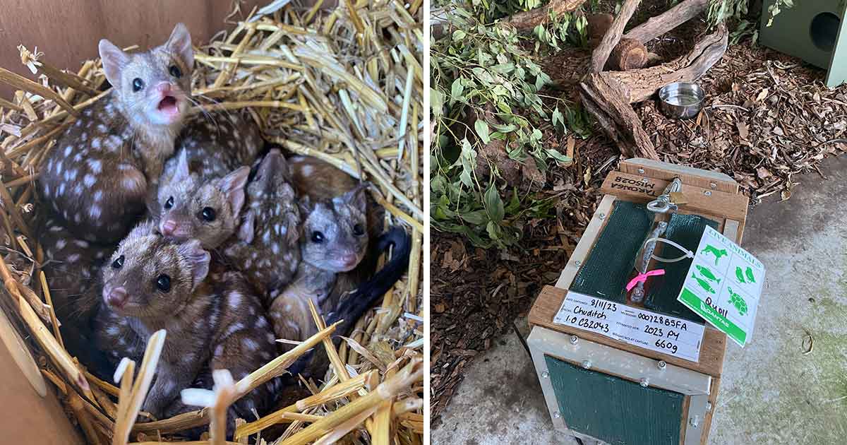 Gang finds unusually spiky creatures in nest – takes a closer look and jaws drop when they realize what kind of animals they are