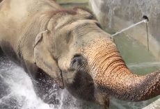 After 55 years of neglect, elephant finally gets to bathe – then does something no one was prepared for