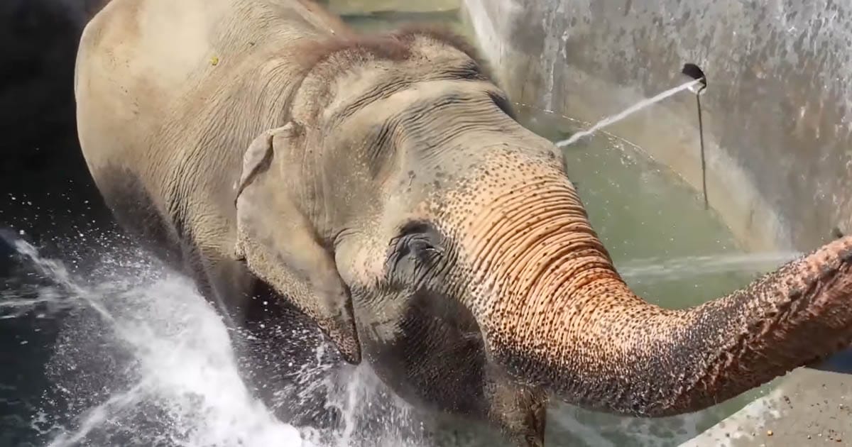 After 55 years of neglect, elephant finally gets to bathe – then does something no one was prepared for