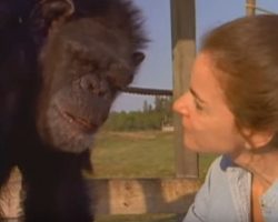 Linda saved his life – 18 years later, she ignores the warnings and the unimaginable happens