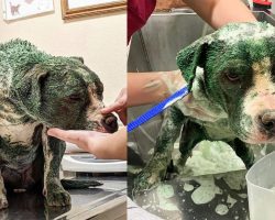 Pitbull was found covered in toxic green paint, chemical burns — rescue gives her a second chance