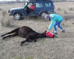 Animal lover sets chained horse free, now look at the reaction that has taken the entire web by storm