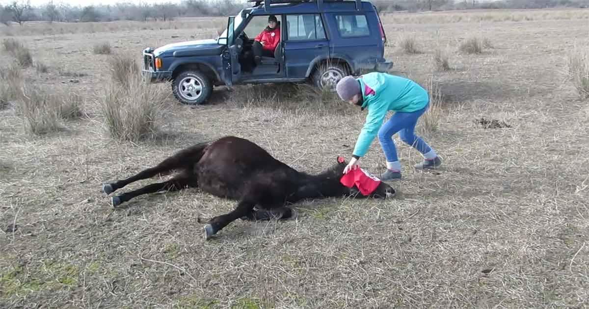 Animal lover sets chained horse free, now look at the reaction that has taken the entire web by storm