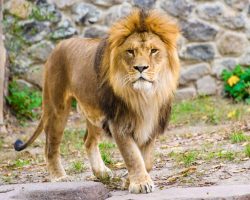 Drunk man breaks into lion enclosure for a selfie, gets mauled to death