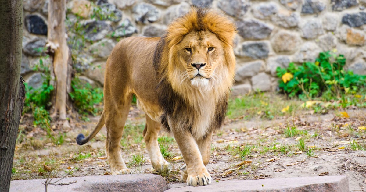Drunk man breaks into lion enclosure for a selfie, gets mauled to death