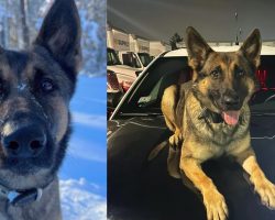 Hero K9 tracks down 12-year-old missing in freezing weather — thank you
