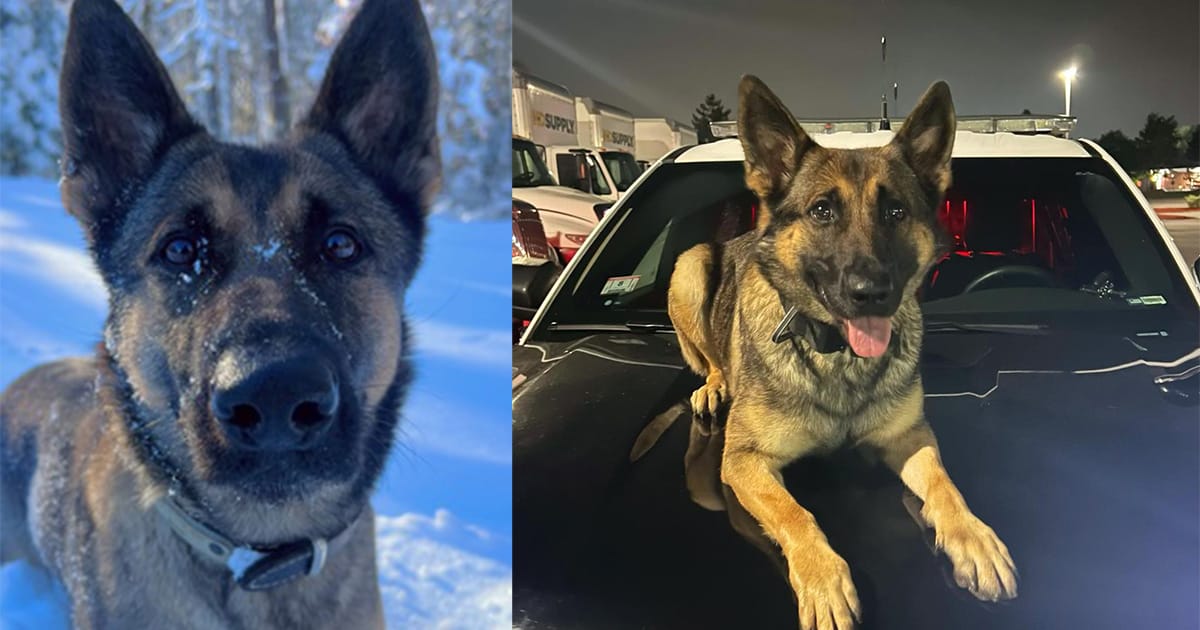 Hero K9 tracks down 12-year-old missing in freezing weather — thank you