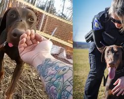 Police officers find dog with zip tie around his snout — rescue leads to an inspiring happy ending