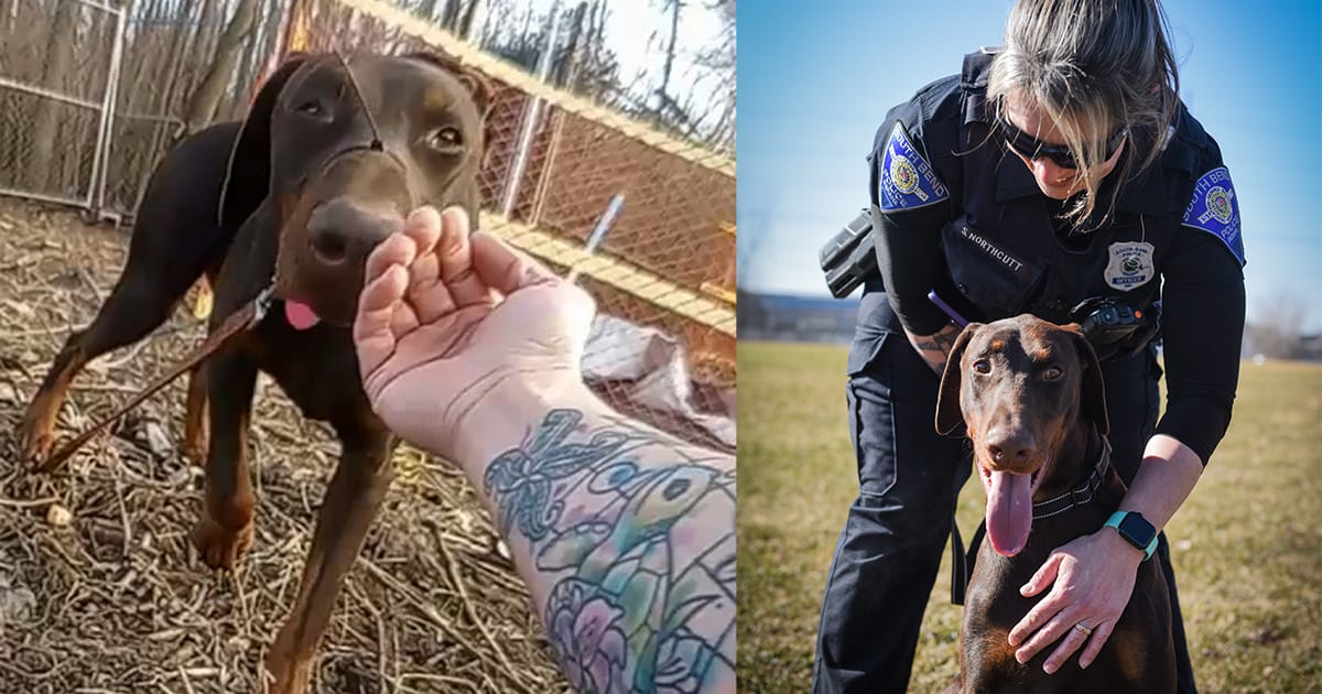 Police officers find dog with zip tie around his snout — rescue leads to an inspiring happy ending