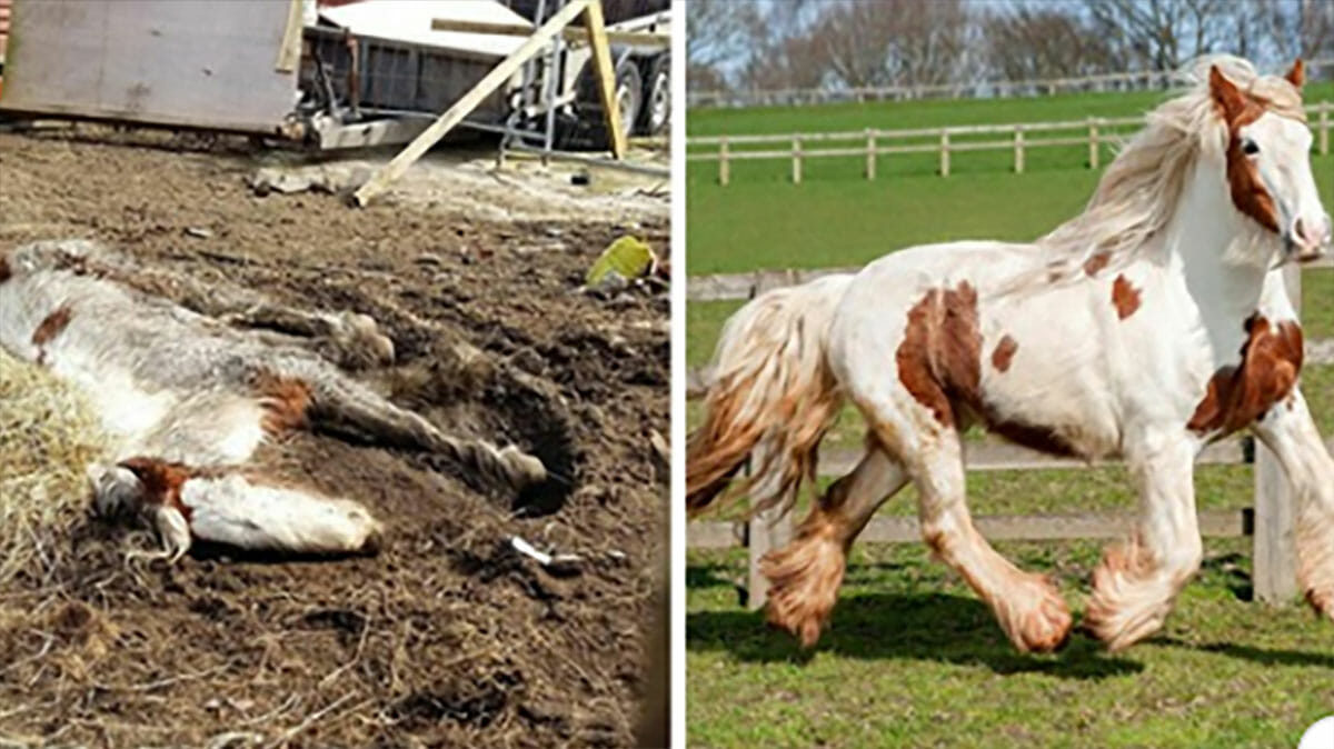 Starving horse Heidi is dumped in mud and left to die – volunteers save her and now she’s winning awards