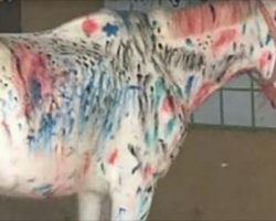 Teachers ask children to paint horse instead of canvas, sparking huge debate