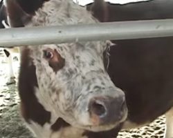 Nobody knows why cow keeps crying — then they realize her former owner’s terrible secret