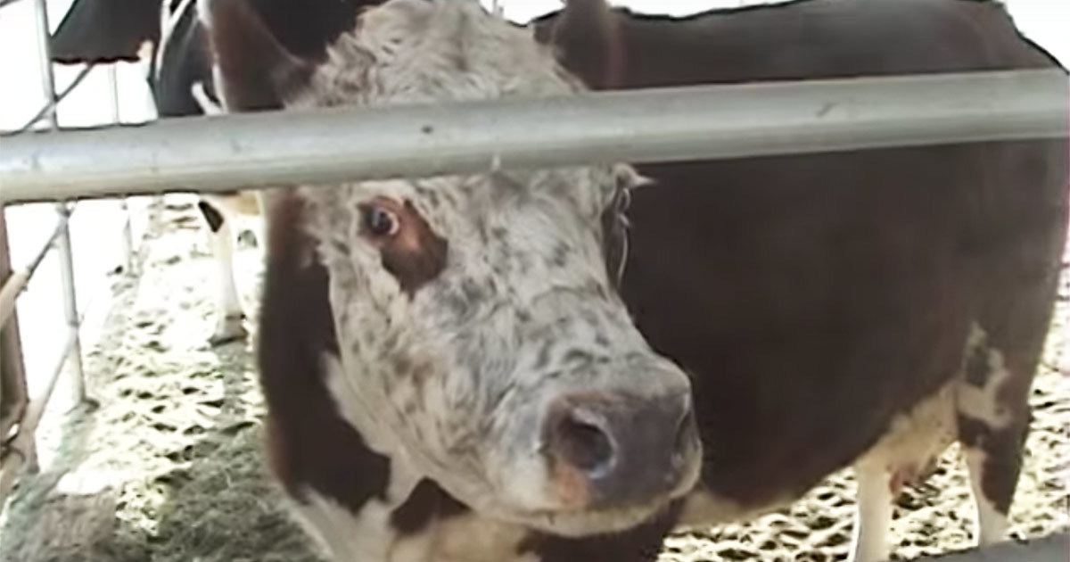 Nobody knows why cow keeps crying — then they realize her former owner’s terrible secret