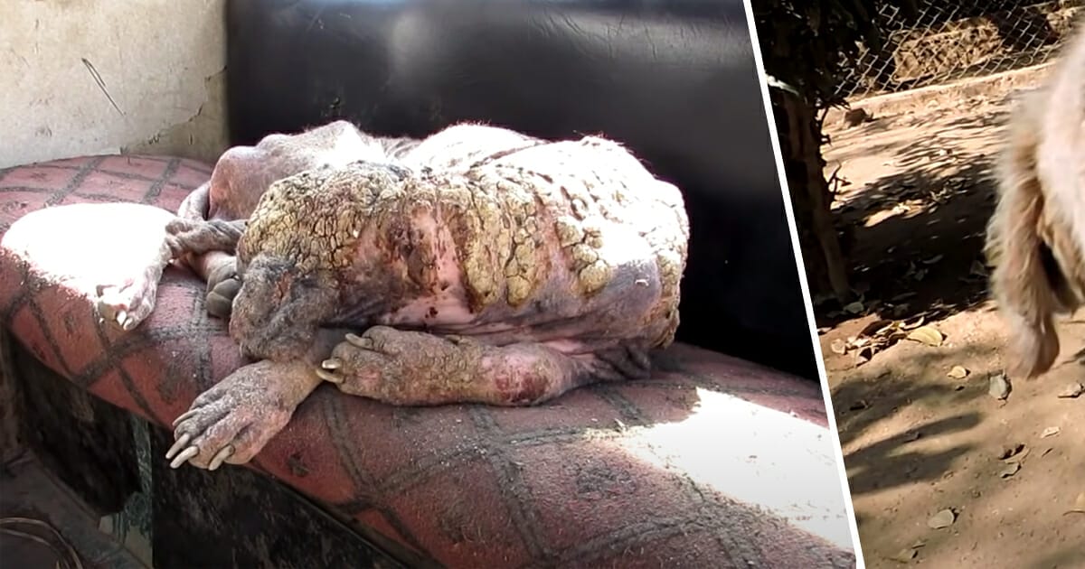”Stone dog” wants to die – weeks later tears flow when everyone sees the amazing transformation